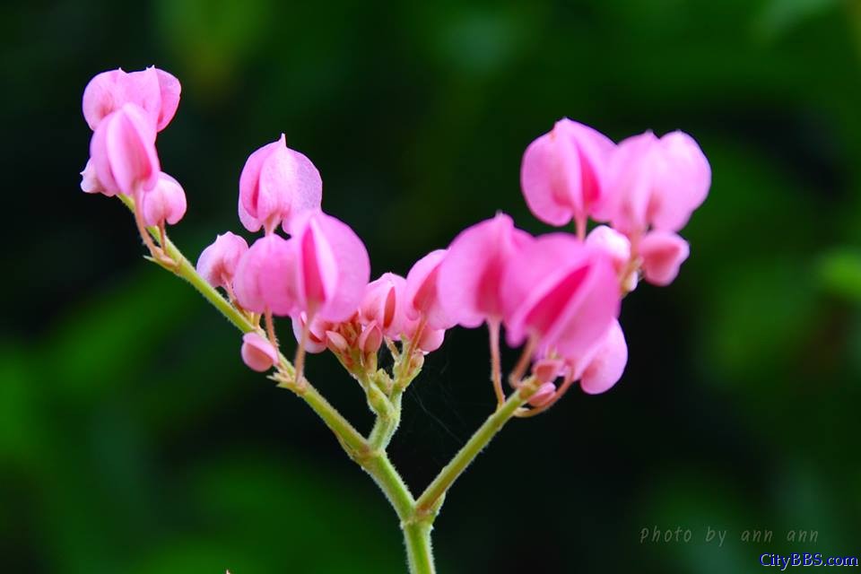 清迈旅游风情_Chiang Mai Travel 清迈旅游风情_Chiang Mai Travel