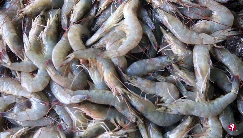 或造成人体骨髓衰竭马来西亚虾验出两抗生素 或造成人体骨髓衰竭马来西亚虾验出两抗生素