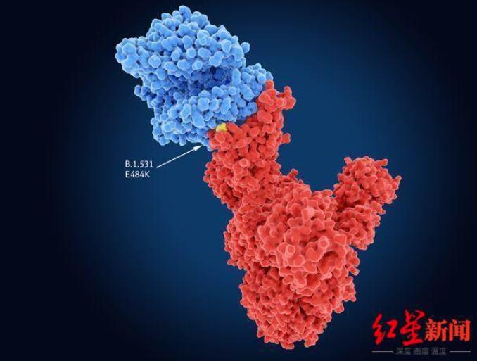 Omicron如何被发现的