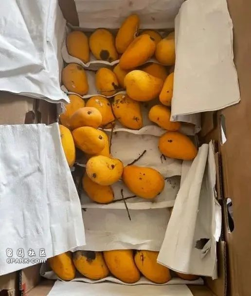 囤25磅芒果, 囤25磅芒果,